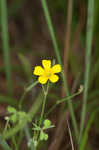 Slender yellow woodsorrel